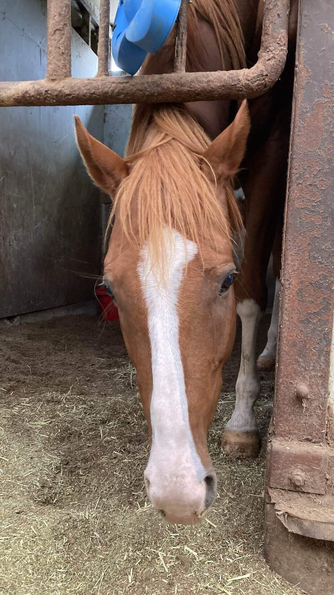 着ぐるみエクちゃんについて｜元競走馬のエクレール