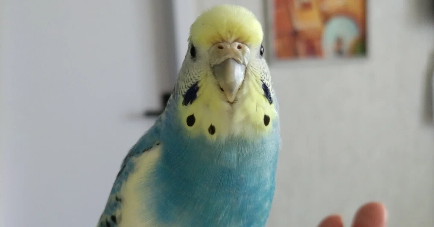 インコと一緒に海外生活、3年目に入りました。「ない」ことに慣れた