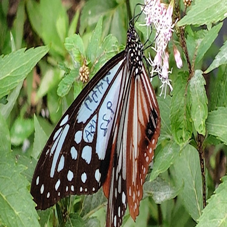 蝶の楽園にて旅する君と｜deepblue