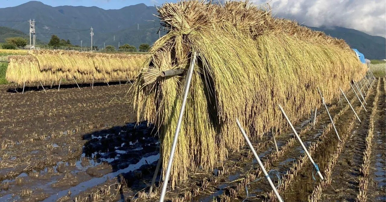 Rice Racking The