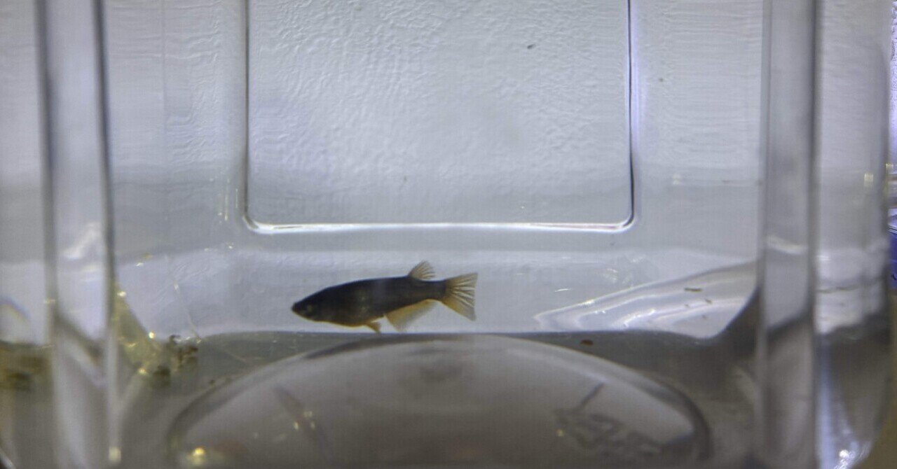 ◆ジャイアントベタ稚魚◆　12匹セット！！　生後２ヶ月半 憧れのジャイアント ベタ｜サワコ