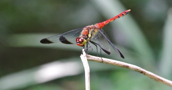 アキ、ゲンモ、メススジ アキ、ゲンモ、メススジ メススジゲンゴロウ ペア 北海道 - Insect