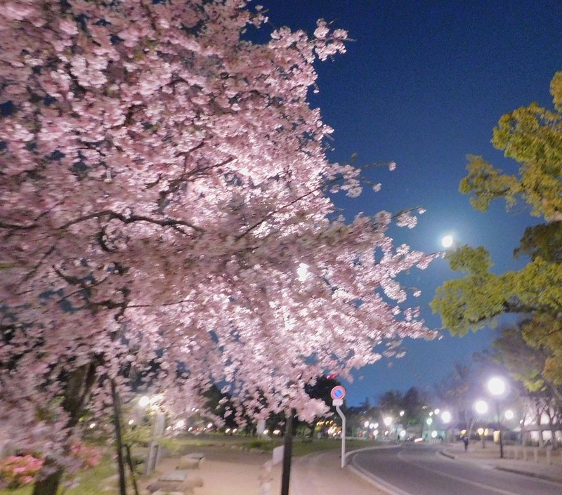 見上げたらぁ スーパームーン 月と桜 高画質version 霞 Note