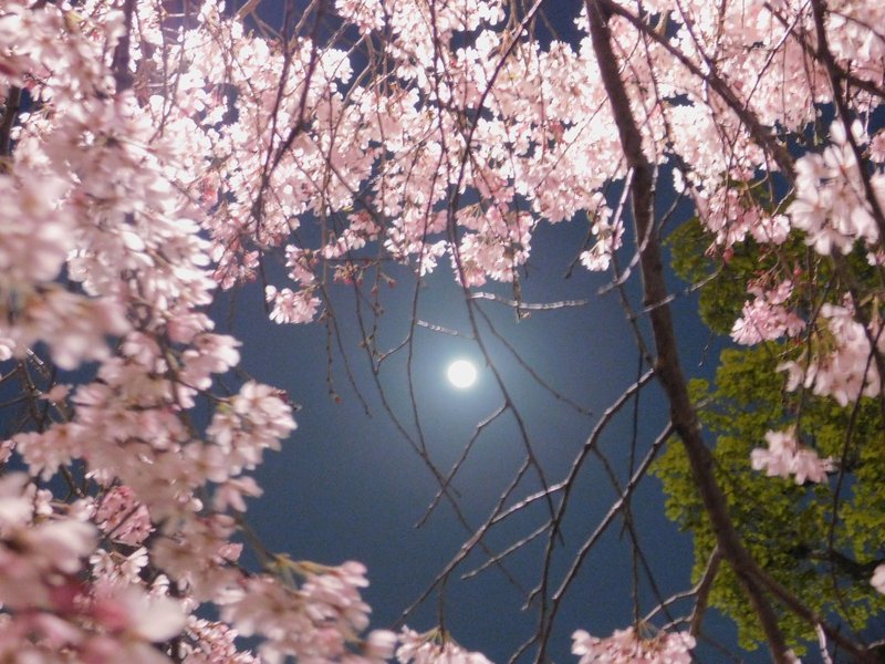 見上げたらぁ スーパームーン 月と桜 高画質version 霞 Note 見上げたらぁ スーパームーン 月と桜 高画質version 霞 Note