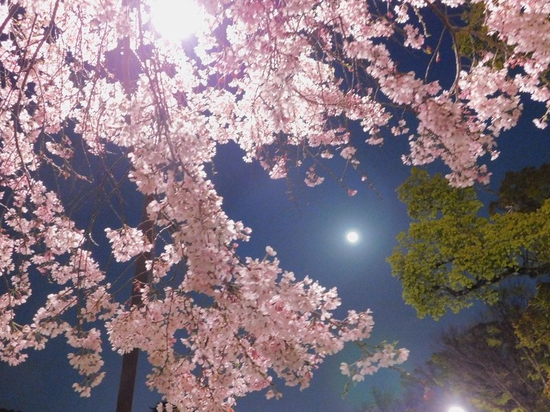 見上げたらぁ スーパームーン 月と桜 高画質version 霞 Note 見上げたらぁ スーパームーン 月と桜 高画質version 霞 Note