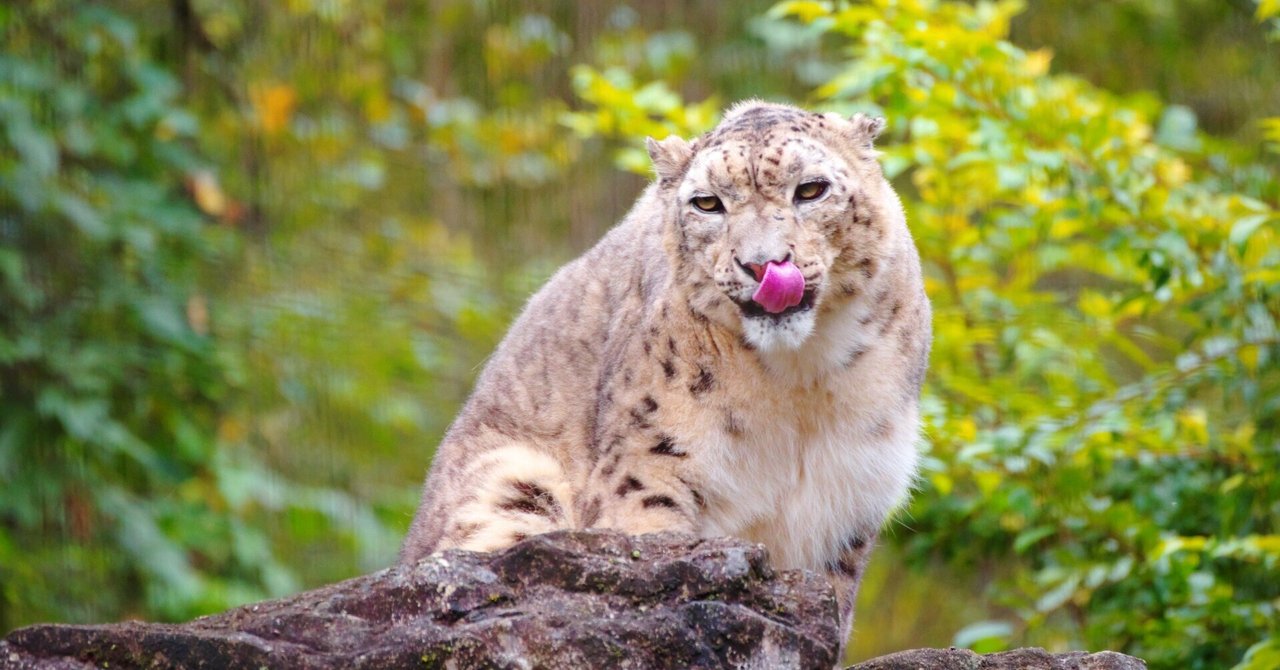 暇人散歩記＃023】多摩動物公園(2025/10/24)｜ひまにんじん