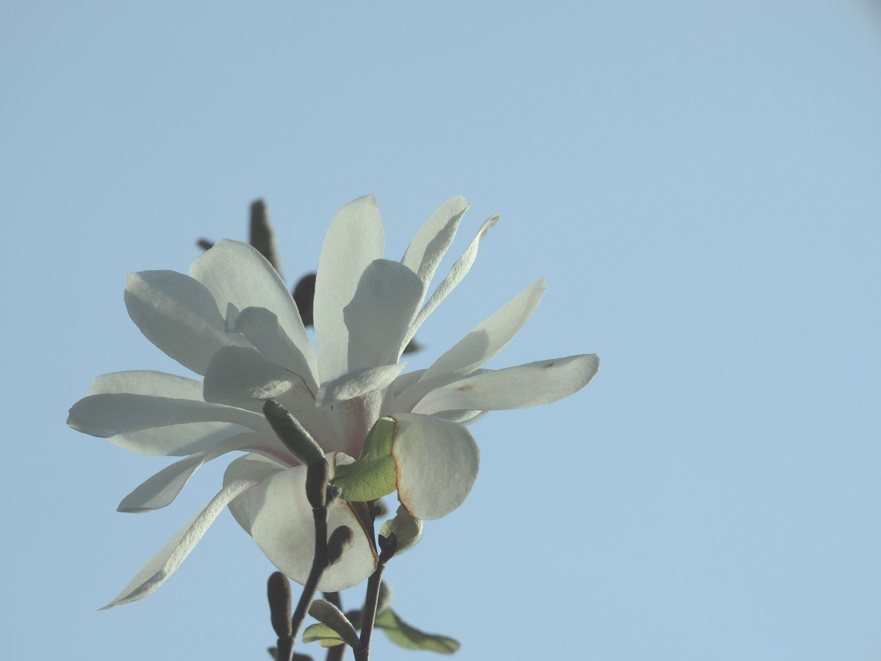 白木蓮の花 クロノツカヤ Note