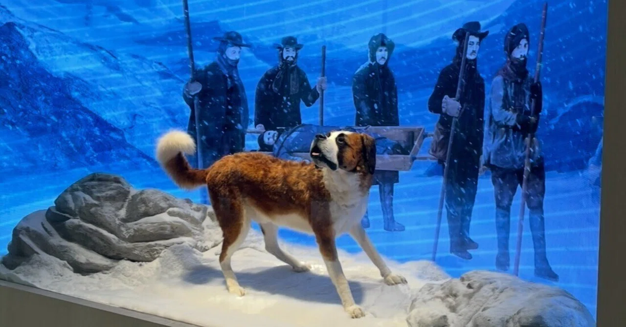スイス生活9日目：セントバーナード犬の博物館で知った、“助ける文化
