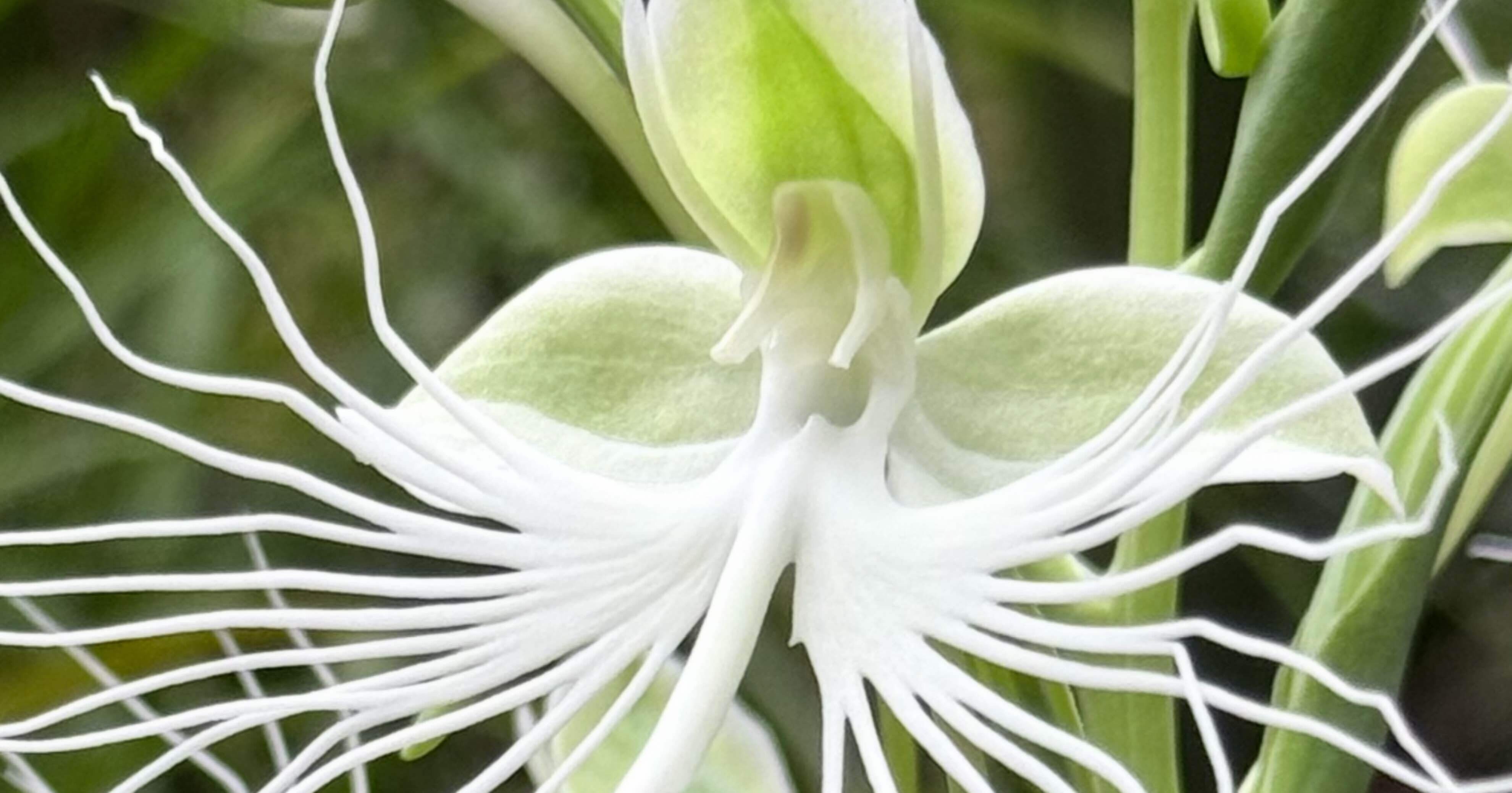 ペクタベナリア ワオズ ホワイト フェアリーズ 属間交配により作出され