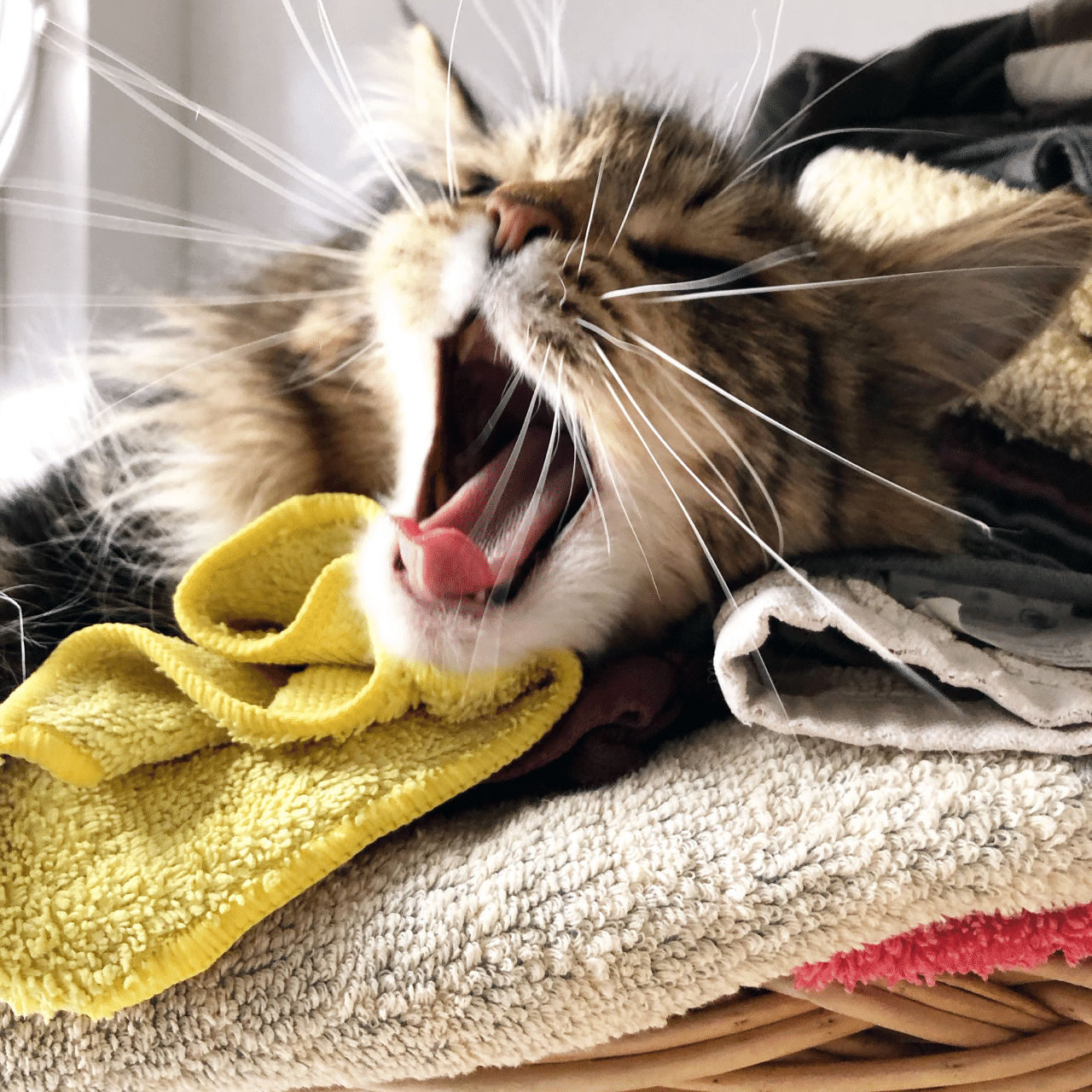 何しよう|DUCHESS|note