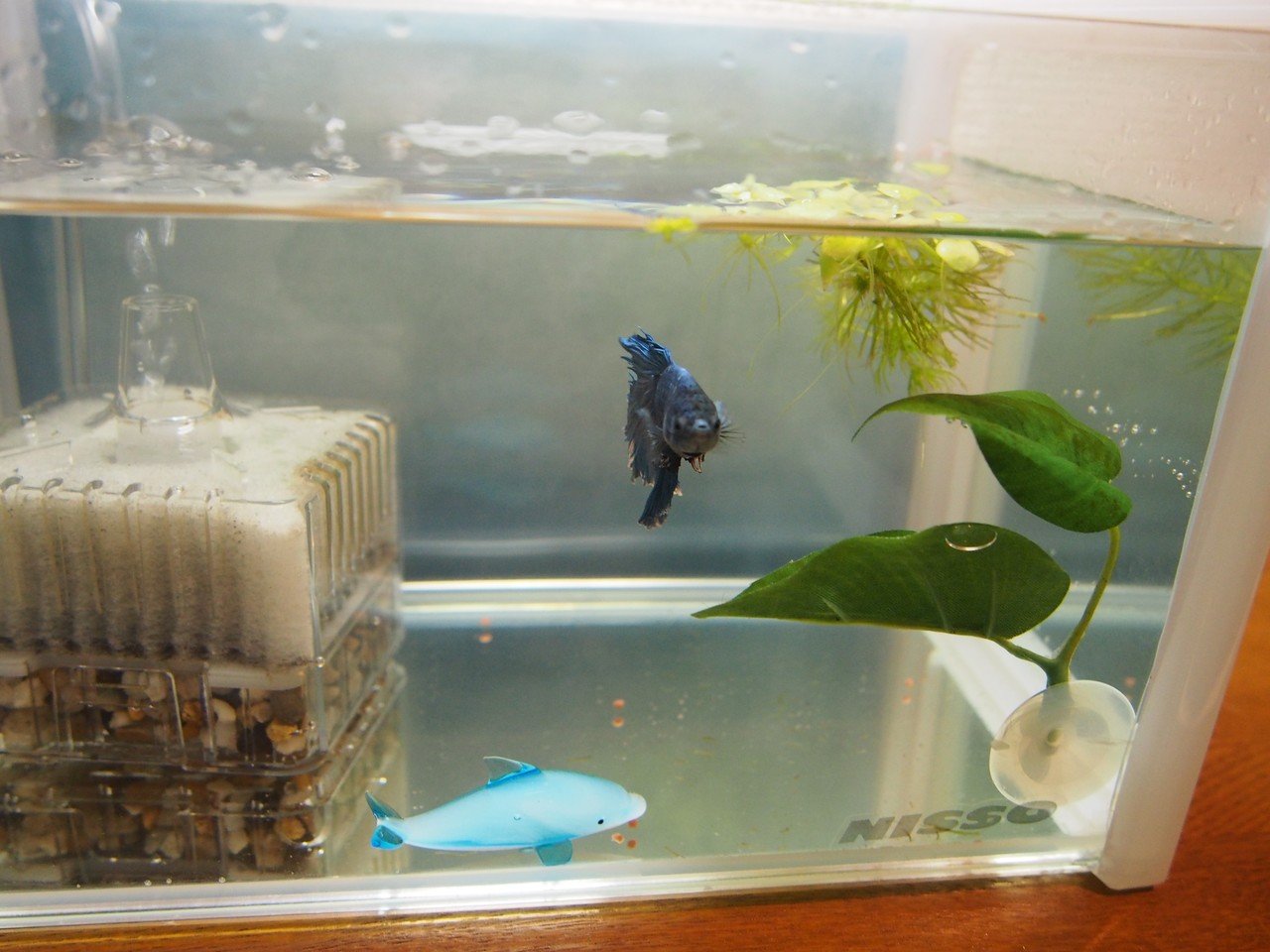 飼っていた魚が死んだ キタキツネ Note