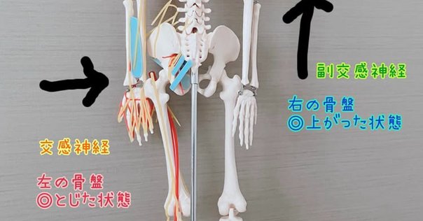 動きを深める読書ガイド-二人の野口先生編｜北川貴英 Taka