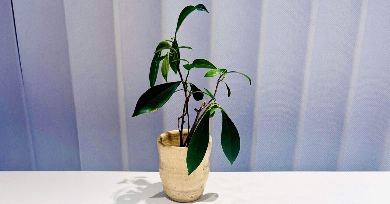 播州相生焼 相生浦窯 相生焼 那波鳳翔 茶碗 桐共箱あり 那波鳳翔 作