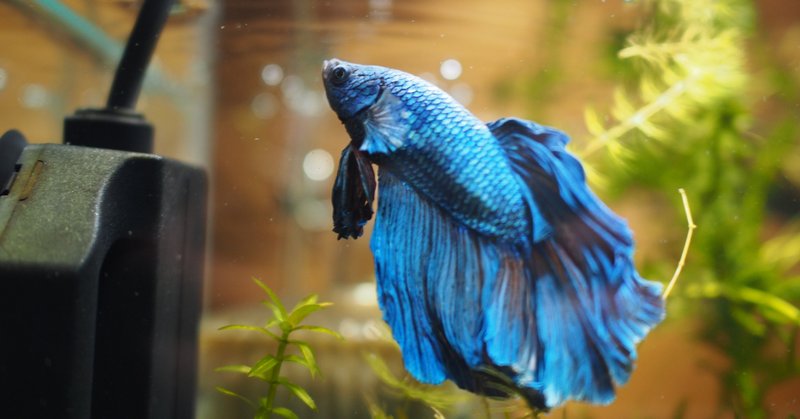 飼っていた魚が死んだ キタキツネ Note