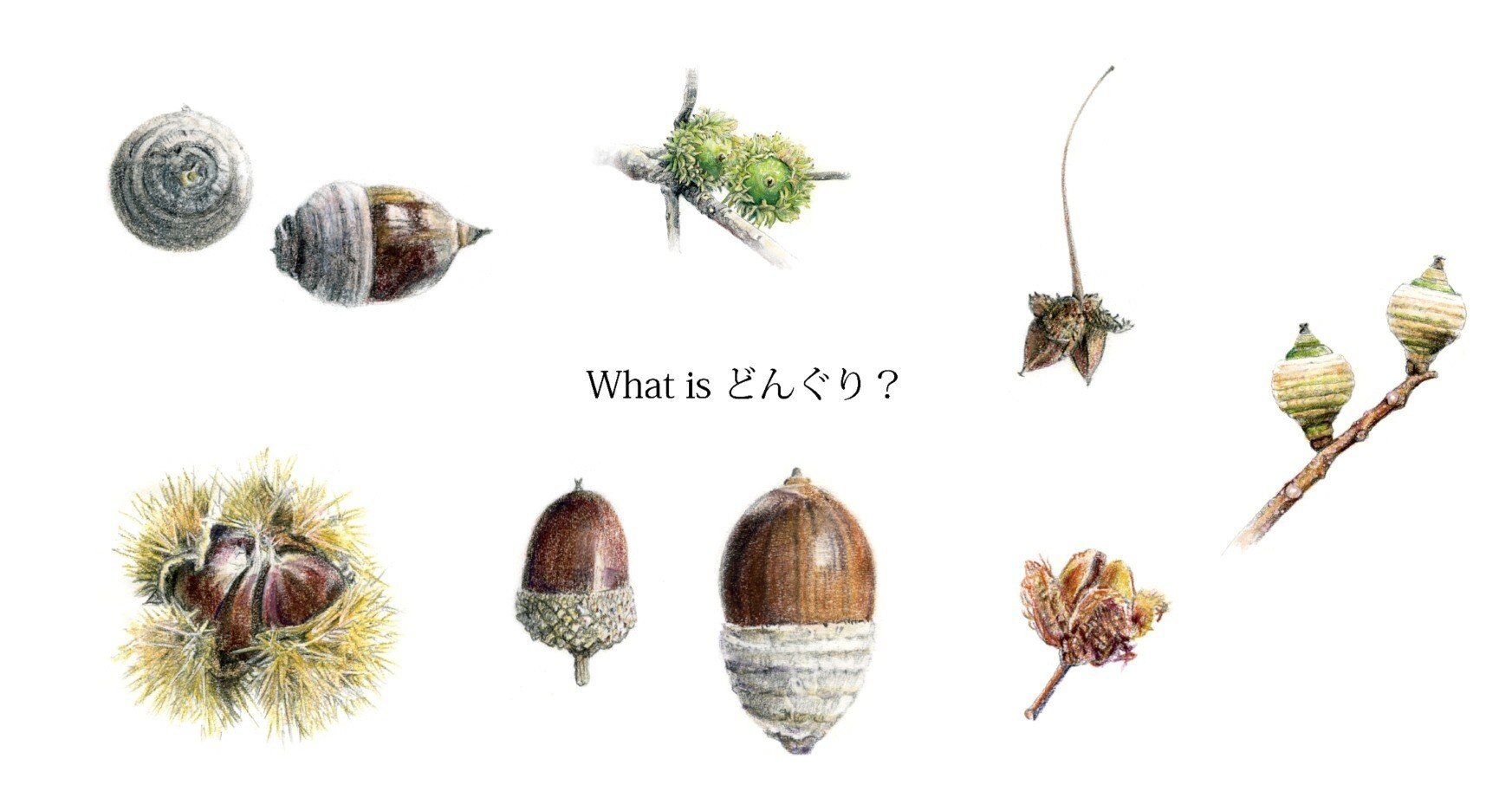 どんぐりページ What is どんぐり？｜ブンイチ（文一総合出版）
