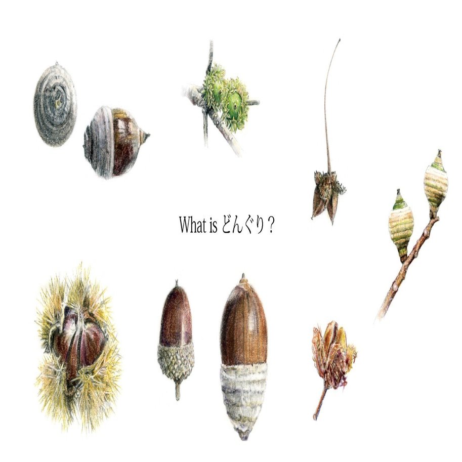 どんぐり@プロフ必読 どんぐり図鑑 | 株式会社汐文社（ちょうぶんしゃ）