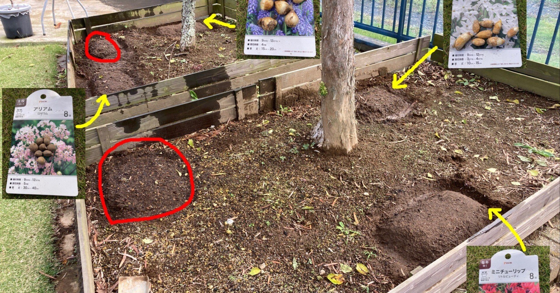 2026年向けの花球根の植付け｜Fire-Shirousa
