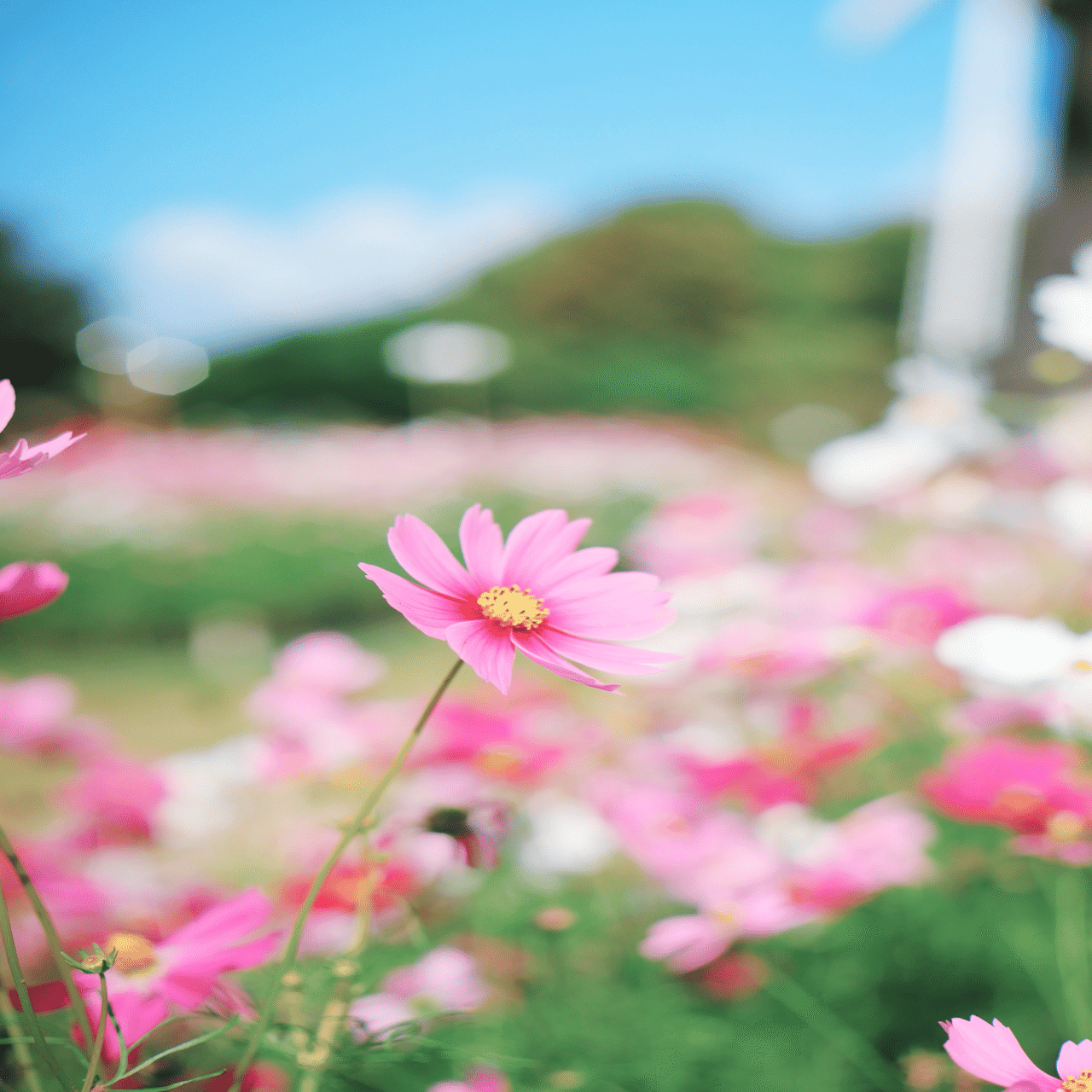 心の声と、秋桜と｜汐田ちゃん。