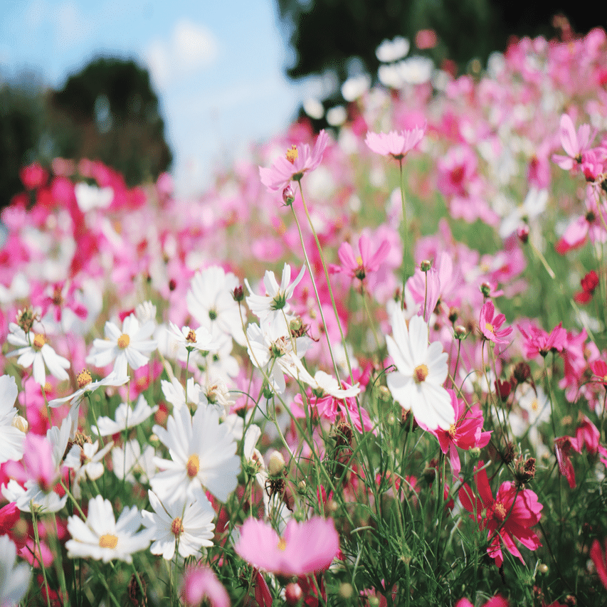 心の声と、秋桜と｜汐田ちゃん。