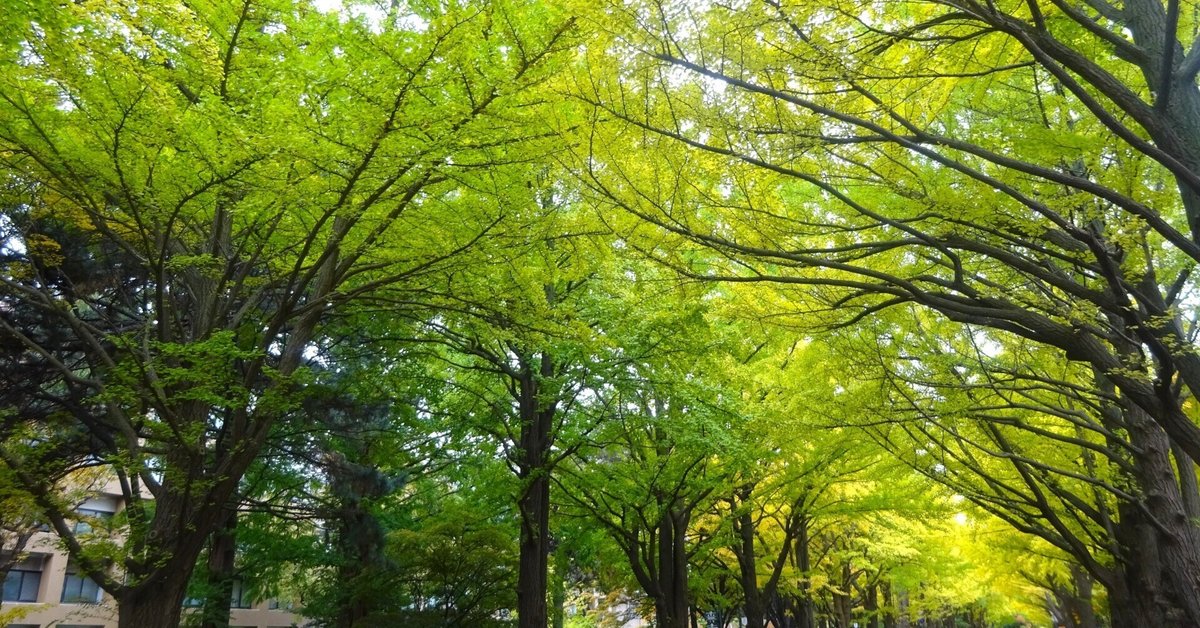北海道大学銀杏並木＆紅葉(2025.10.26)｜北海道さっぽろ観光案内所