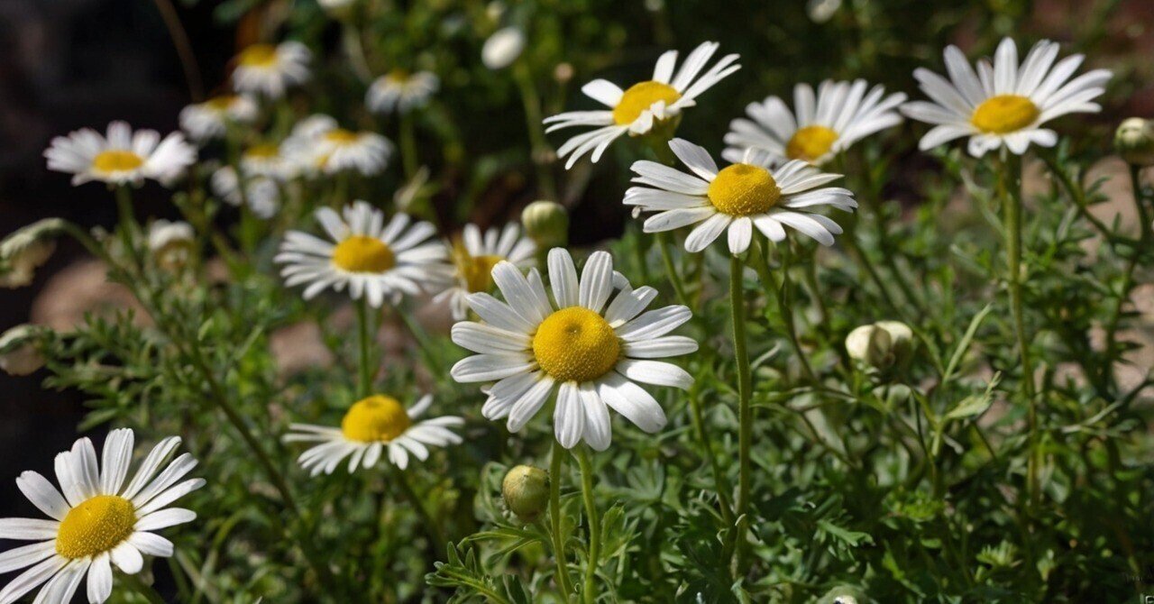 古代から伝わる癒しのハーブ、カモミール｜Stella（ステラ