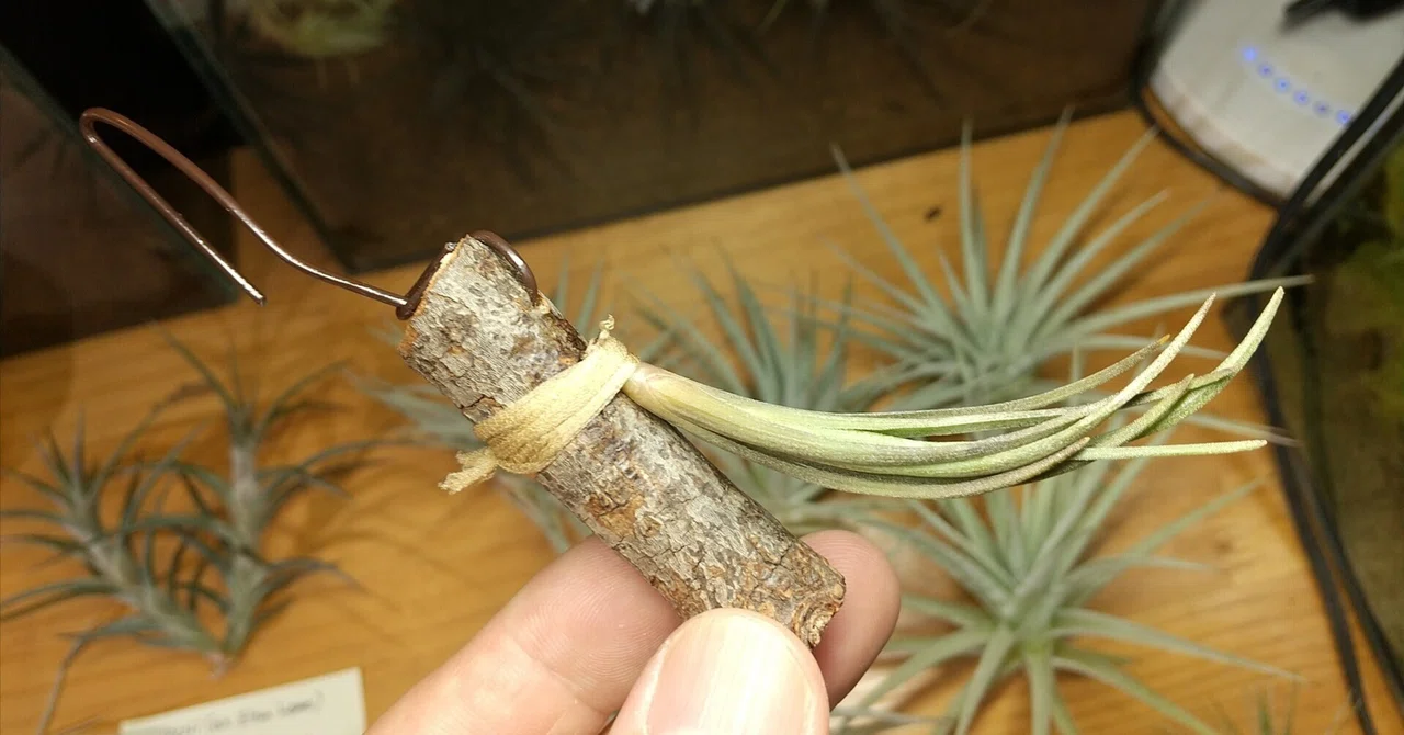 チランジア入荷リスト10/22｜NatureGarden🌿神田