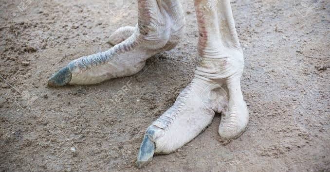 affea150532fc8ec905d14d461bb09