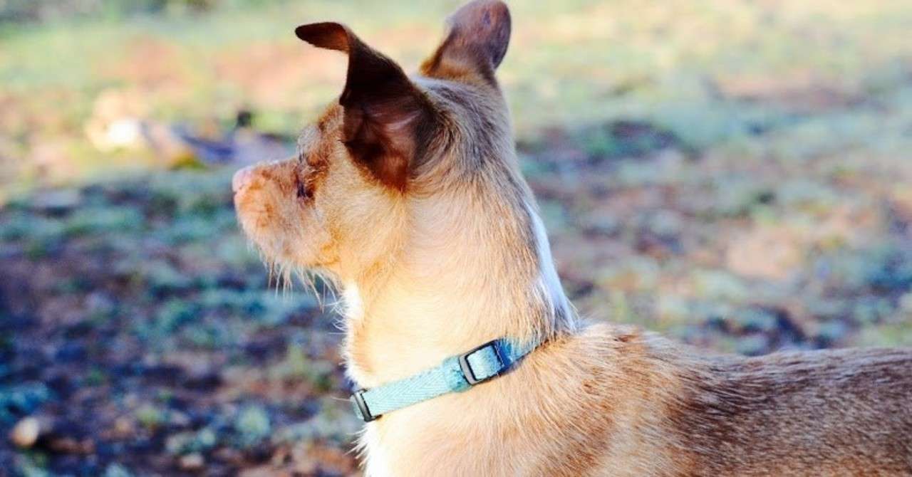 最新 犬 穴掘る 犬 穴掘る仕草 動物画像コレクション
