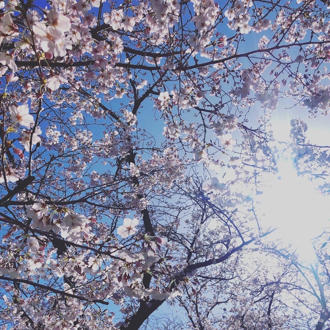 桜散歩 Ria Note 桜散歩 Ria Note