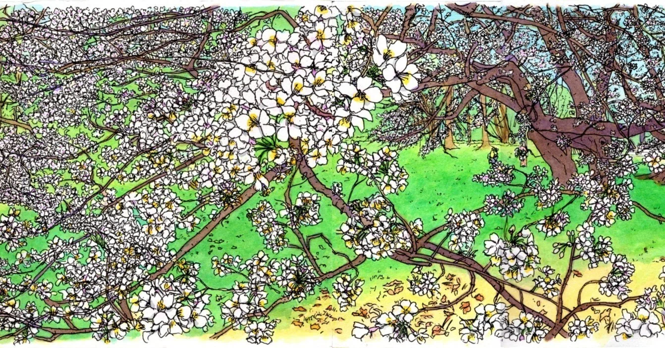私のスケッチポイント／作品紹介あれこれ＞世田谷区・都立砧公園の桜 