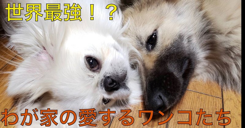 人生を変える 最強の凸凹コンビ ドッグライフサポーター 獅子パパ Note 人生を変える 最強の凸凹コンビ ドッグライフサポーター 獅子パパ Note