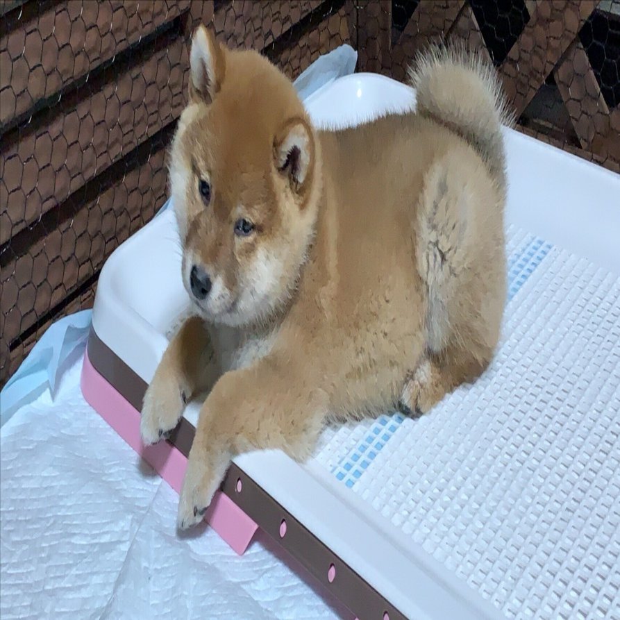 2025年版】犬用ペットシーツ安く買う方法！業務用・まとめ買い・洗えるペットシーツ・購入場所まとめ｜どこの国のメーカーなの？