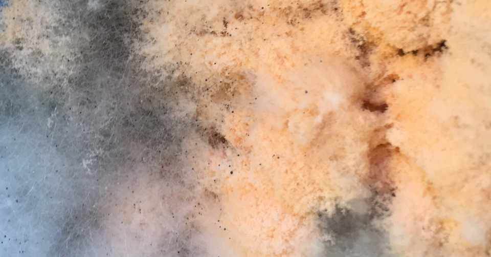 顧問の先生の口癖が 死ね 殺すぞ だった しょせいっぽ Shoseippo Note