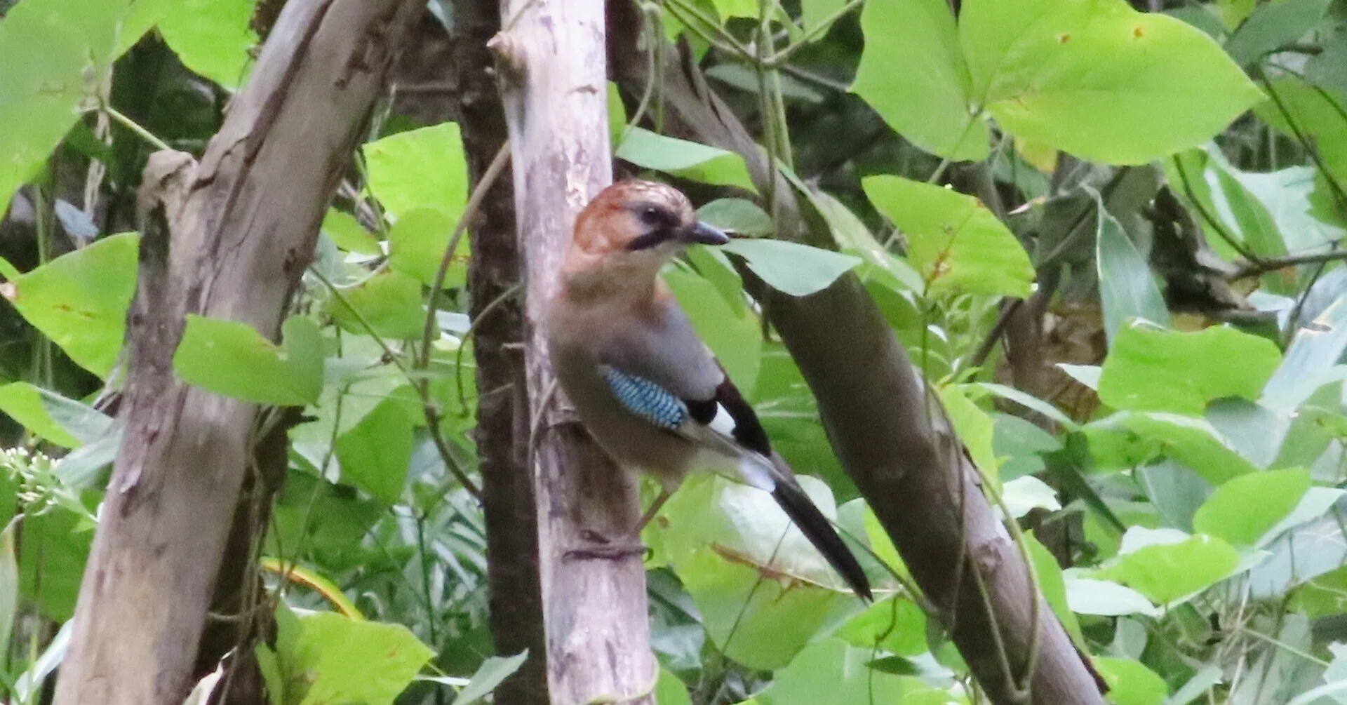 登山の勉強】野鳥の名前を覚えたいという話（ミヤマカケス編）｜鶴木