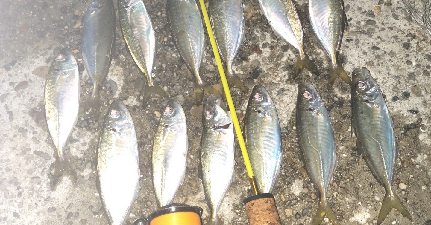 鱒レンジャー｜A Lifelong Beginner Aji Angler