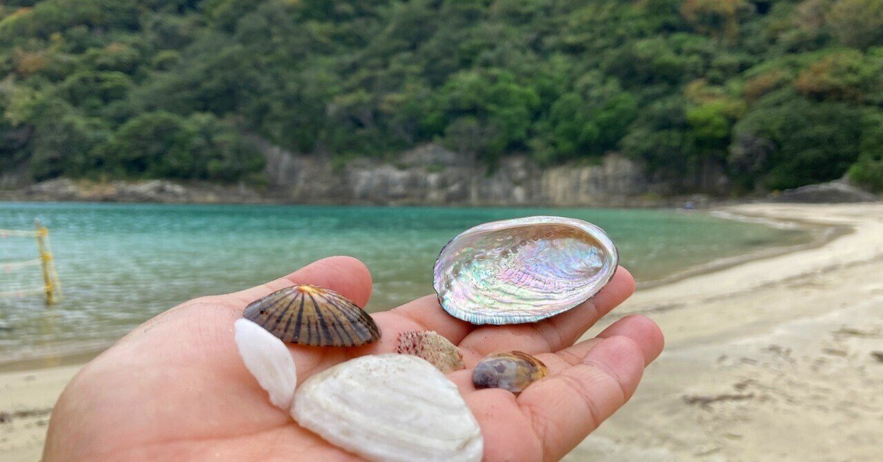 岩浜で拾える貝殻がいろいろ！東伊豆・鍋田浜でのんびり