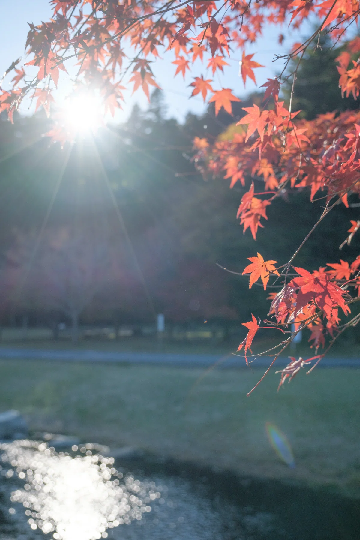 私がfujifilmの標準ズームにxf16-80mmf4roiswrを選んだ理由｜TADACAN photo