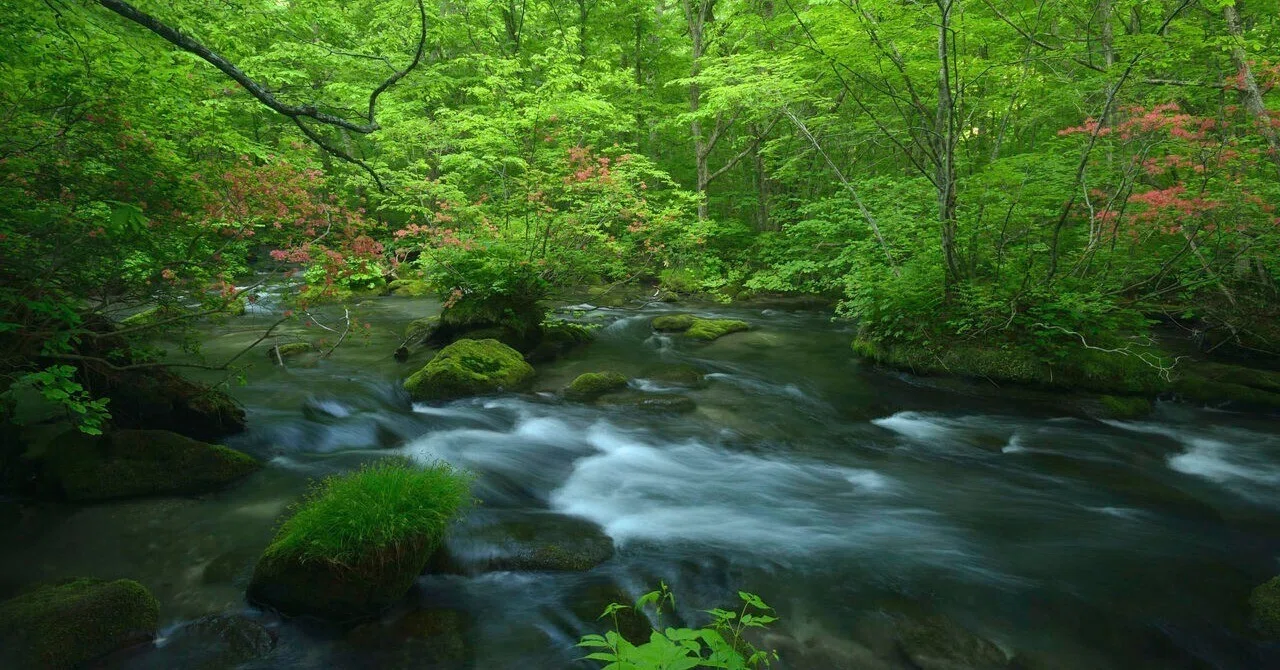 The theory that life becomes easier if you become a leaf floating down ...