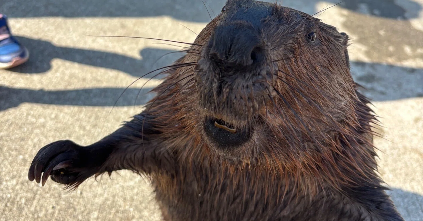 SUPER BEAVERとビーバーに会う為に！熊本旅行・阿蘇｜ぴはむ