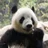 youpanda06120623