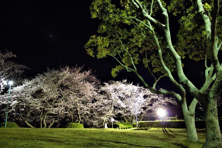 赤穂御崎の桜