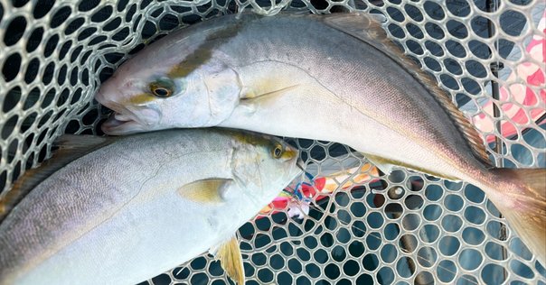 スノーボード通訳】THE DAY. HAKUBA / Alps｜Satoshi 