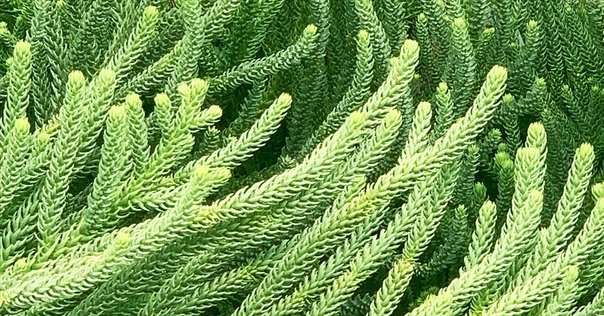 椰子と棕櫚｜大川直也