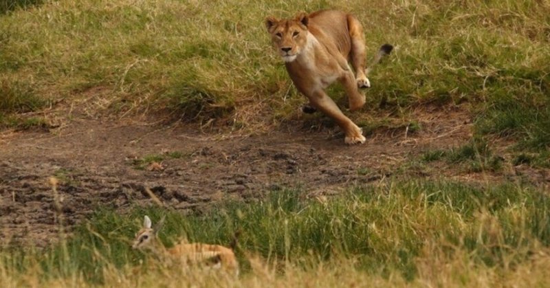 武田ちょっこ＊まるまるサファリの本｜note