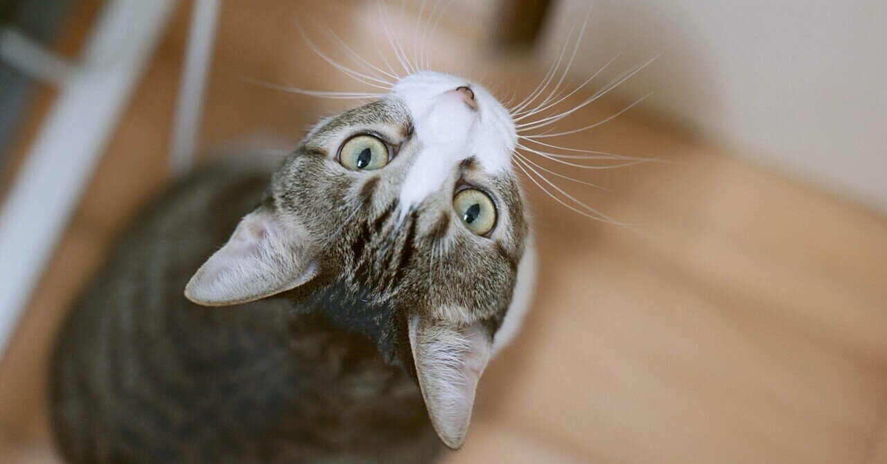 LUMIX S 50mm F1.8 を買いました｜Ena