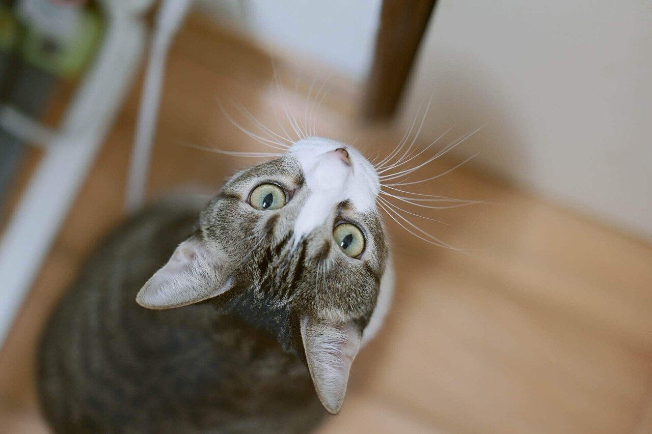 LUMIX S 50mm F1.8 を買いました｜Ena