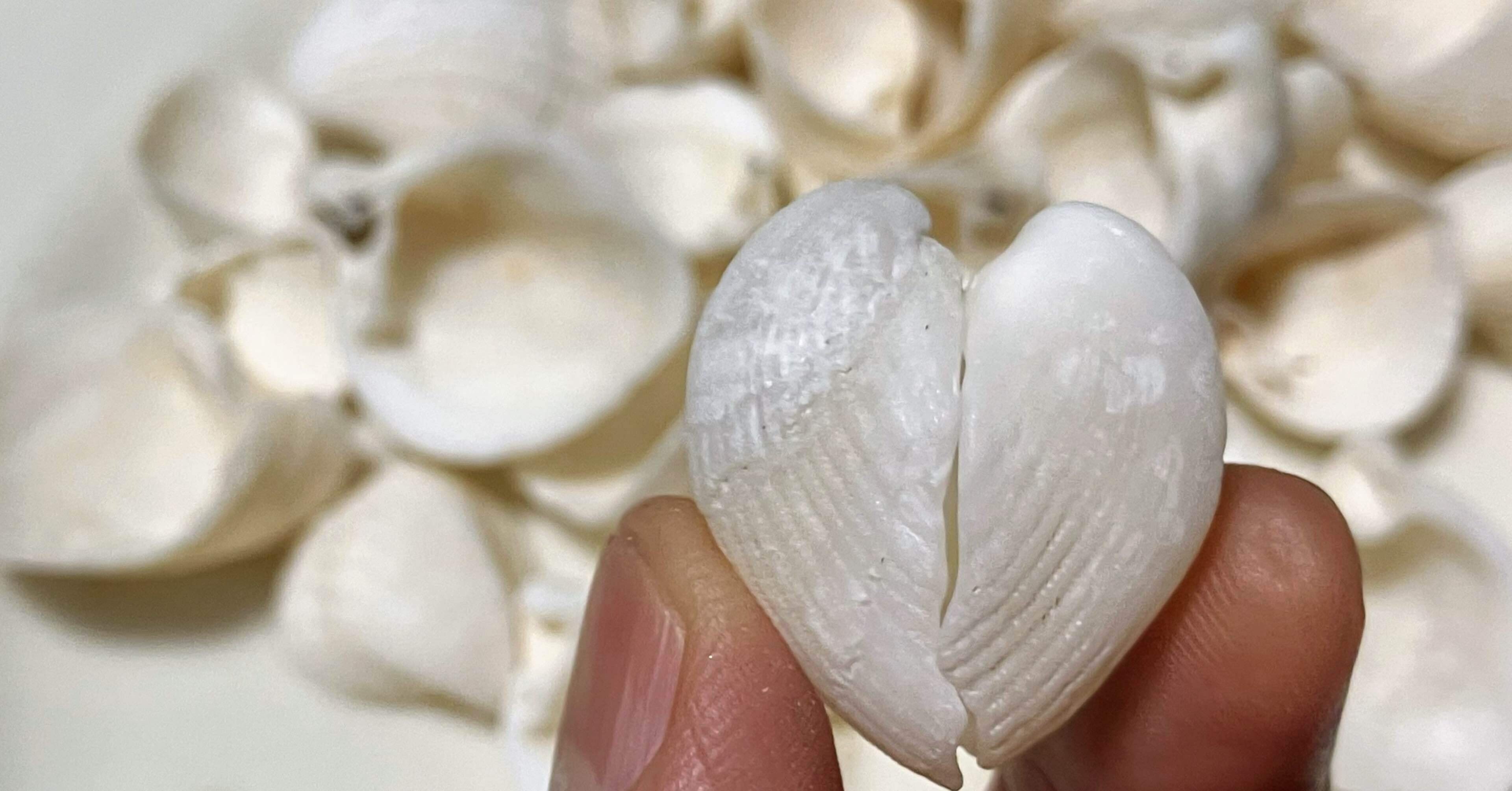 見つけたら嬉しい貝殻｜浦風