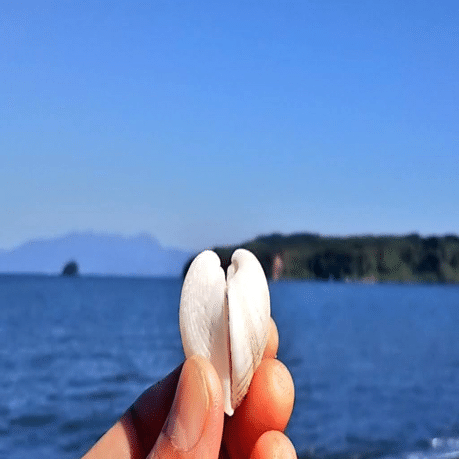 見つけたら嬉しい貝殻｜浦風