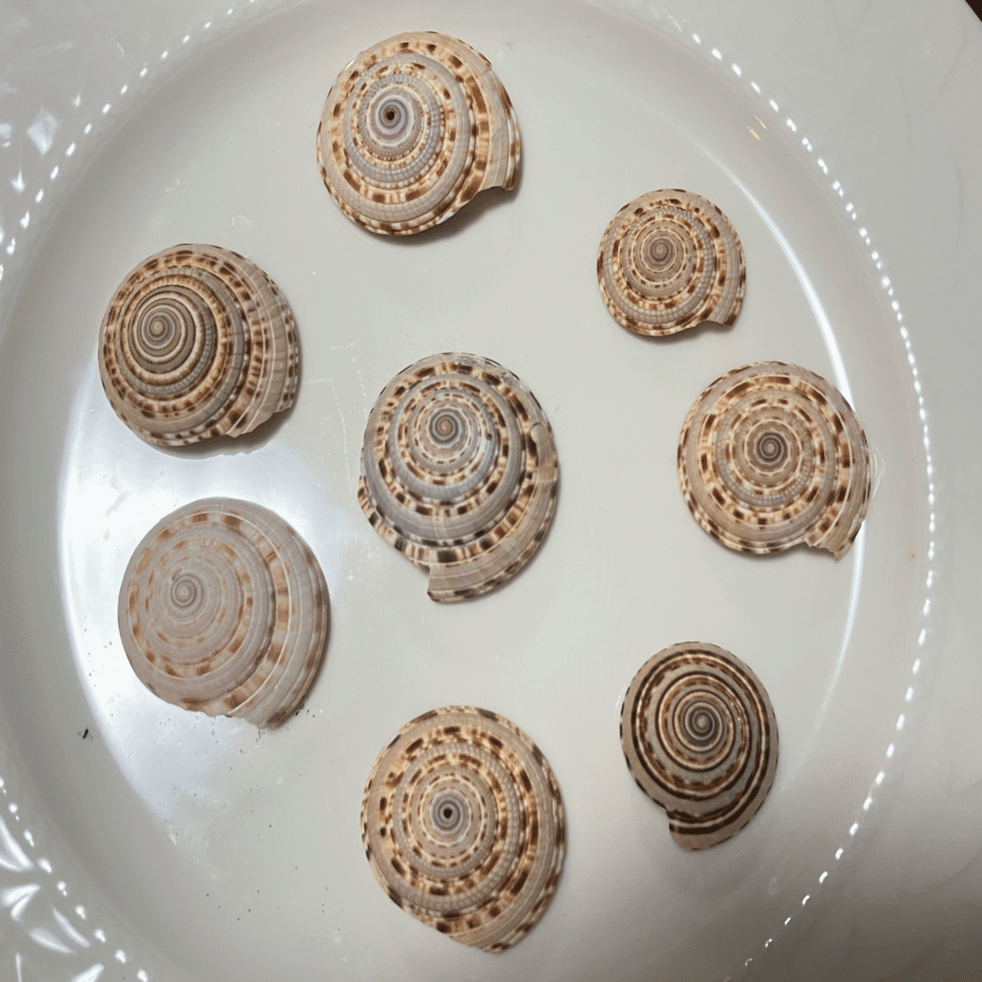 見つけたら嬉しい貝殻｜浦風