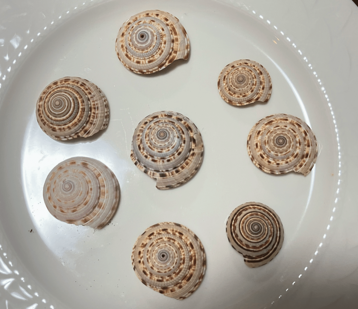 見つけたら嬉しい貝殻｜浦風